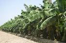 banana farming