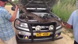 python under car 3